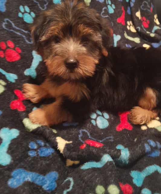 Yorkie Female( Velma)