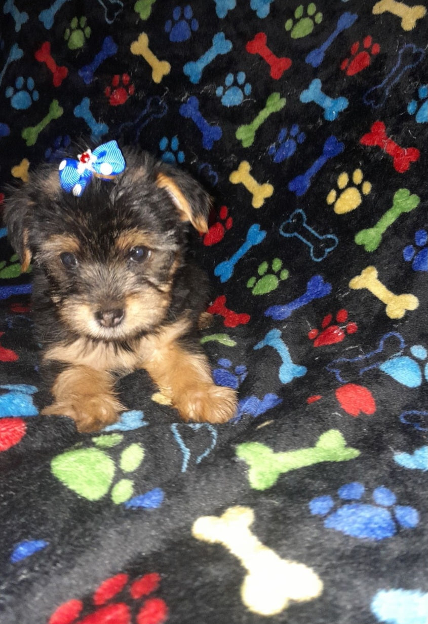 Yorkie Female (Drizella)